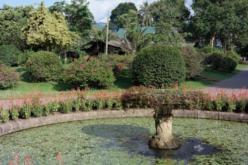 frédéric tison,photographie,sri lanka,jardin botanique de peradeniya